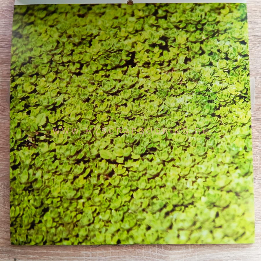    ORGANIC TEXTURES, 30.4x30.4 , 44 , DCWV