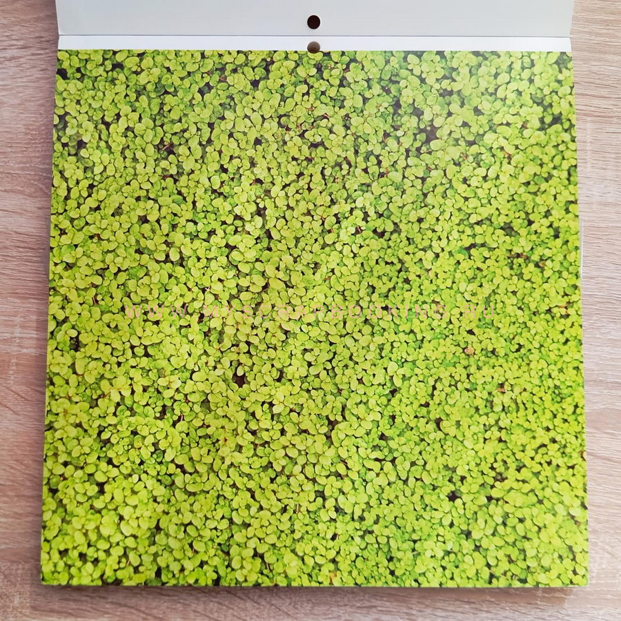    ORGANIC TEXTURES, 30.4x30.4 , 44 , DCWV